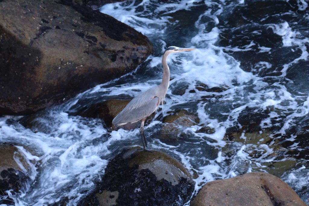 blue heron