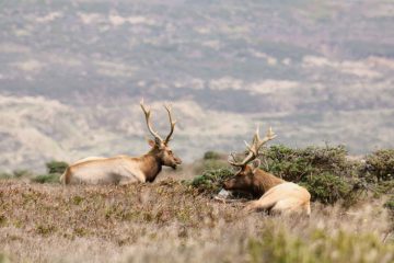 Two tule elk rest on a hill